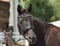 Annonce cheval