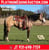 Horse ad