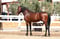 Horse ad
