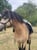 Annonce cheval