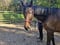 Horse ad