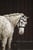 Annuncio cavallo
