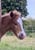 Annuncio cavallo