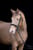 Horse ad