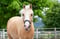 Annuncio cavallo