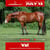Annuncio cavallo