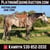 Horse ad