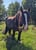 Horse ad