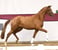 Annuncio cavallo