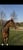 Horse ad