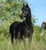 Horse ad