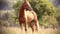 Horse ad
