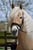 Horse ad