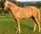 Annonce cheval
