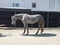Horse ad
