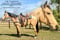 Horse ad