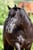 Annuncio cavallo