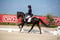 Horse ad