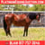 Annonce cheval