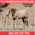 Horse ad