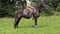 Annuncio cavallo