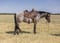 Annuncio cavallo