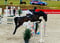 Annuncio cavallo
