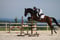 Horse ad