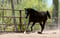 Horse ad