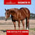 Anuncio de caballos