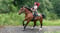 Annuncio cavallo