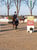 Horse ad