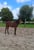 Annuncio cavallo
