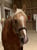 Annuncio cavallo