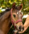 Annuncio cavallo
