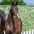 Horse ad