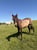 Annuncio cavallo