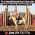 Annuncio cavallo