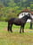 Anuncio de caballos