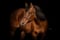 Annuncio cavallo