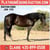 Horse ad