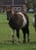 Horse ad
