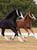 Annuncio cavallo