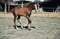 Annonce cheval