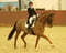 Horse ad