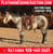 Horse ad