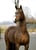 Horse ad