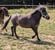 Horse ad