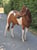 Horse ad