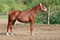 Horse ad